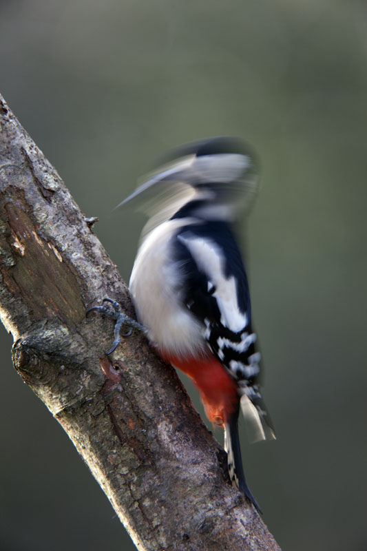 Untitled 0 [www.davidchapman.org.uk]